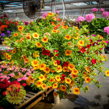 Load image into Gallery viewer, 12&quot; Premium Hanging Flower Basket (2024) - Preorder
